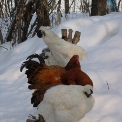 Курка