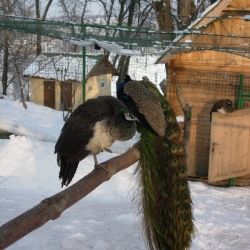 Павлин