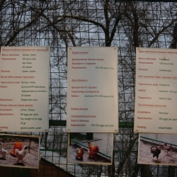 в зоопарке