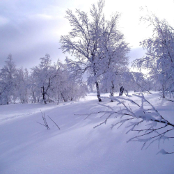 Снежные просторы