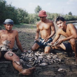 Караси