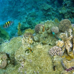 Рыбы Красного моря