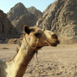 Camel
