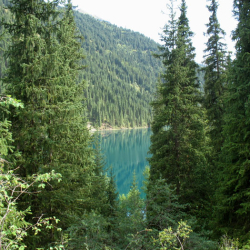 Кольсайские ели