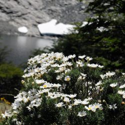 Laguna Negro
